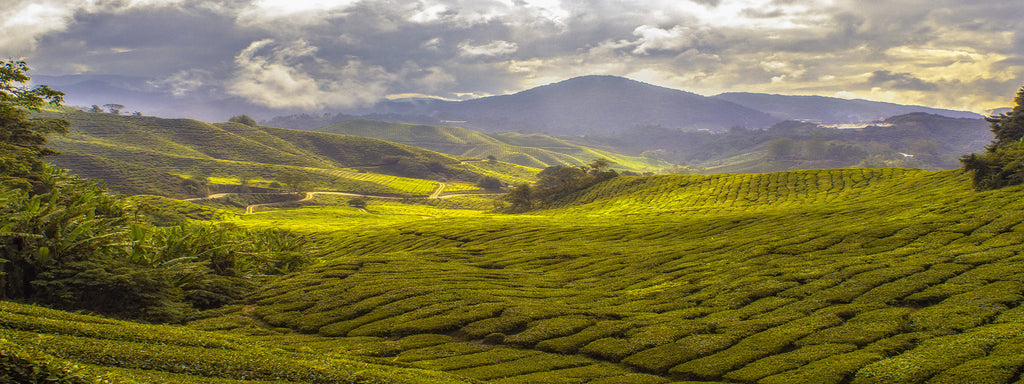 Tea Strbad Buy Tea Online For Every Budget & Taste - Strand Tea